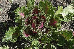 Glamour Red Kale (Brassica oleracea var. acephala 'Glamour Red') at Garden Treasures