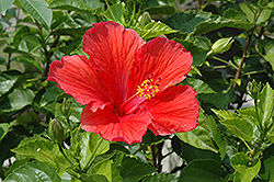 Red Hibiscus (Hibiscus rosa-sinensis 'Red') at Garden Treasures