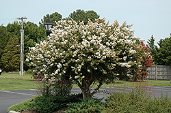 Acoma Crapemyrtle (Lagerstroemia 'Acoma') at Garden Treasures