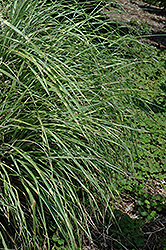 Little Zebra Dwarf Maiden Grass (Miscanthus sinensis 'Little Zebra') at Garden Treasures