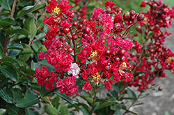 Red Rooster Crapemyrtle (Lagerstroemia indica 'PIILAG III') at Garden Treasures