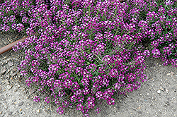 Clear Crystal Purple Shades Sweet Alyssum (Lobularia maritima 'Clear Crystal Purple Shades') at Garden Treasures
