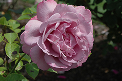 Heirloom Rose (Rosa 'Heirloom') at Garden Treasures