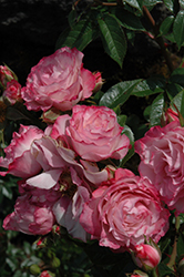 Baby Paradise Rose (Rosa 'Baby Paradise') at Garden Treasures
