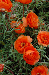 Sundial Orange Portulaca (Portulaca grandiflora 'Sundial Orange') at Garden Treasures