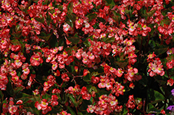 BabyWing Bicolor Begonia (Begonia 'BabyWing Bicolor') at Garden Treasures