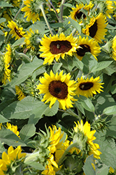 Sunsation Flame Sunflower (Helianthus annuus 'Sunsation Flame') at Garden Treasures