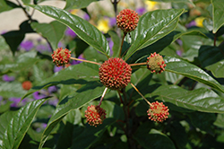 Button Bush (Cephalanthus occidentalis) at Garden Treasures