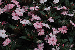 SunPatiens Compact Blush Pink New Guinea Impatiens (Impatiens 'SakimP013') at Garden Treasures