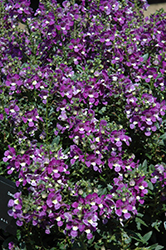 Alonia Big Violet Angelonia (Angelonia angustifolia 'Alonia Big Violet') at Garden Treasures