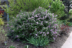 Bloomerang Lilac (Syringa 'Penda') at Garden Treasures