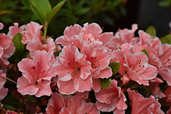 Encore Autumn Sunburst® Azalea (Rhododendron 'Roblet') at Garden Treasures