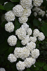 Japanese Snowball Viburnum (Viburnum plicatum) at Garden Treasures
