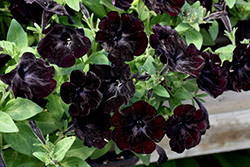 Black Velvet Petunia (Petunia 'Black Velvet') at Garden Treasures