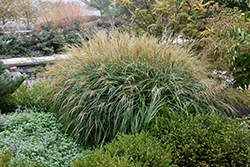 Adagio Maiden Grass (Miscanthus sinensis 'Adagio') at Garden Treasures