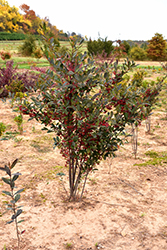 Brilliantissima Red Chokeberry (Aronia arbutifolia 'Brilliantissima') at Garden Treasures