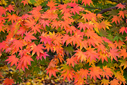 Japanese Maple (Acer palmatum) at Garden Treasures