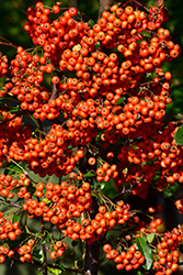 Mohave Firethorn (Pyracantha 'Mohave') at Garden Treasures