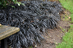 Black Mondo Grass (Ophiopogon planiscapus 'Nigrescens') at Garden Treasures