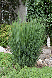 Northwind Switch Grass (Panicum virgatum 'Northwind') at Garden Treasures