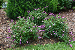 Lo & Behold Pink Micro Chip Butterfly Bush (Buddleia 'Pink Micro Chip') at Garden Treasures