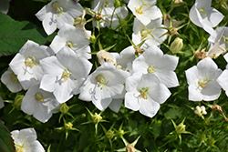 White Clips Bellflower (Campanula carpatica 'White Clips') at Garden Treasures