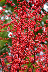Winter Red Winterberry (Ilex verticillata 'Winter Red') at Garden Treasures