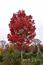 October Glory Red Maple (Acer rubrum 'October Glory') at Garden Treasures
