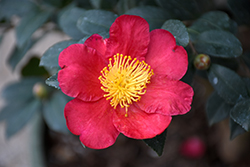 Yuletide Camellia (Camellia sasanqua 'Yuletide') at Garden Treasures