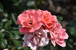 Coral Knock Out Rose (Rosa 'Radral') at Garden Treasures