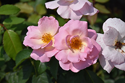 Peachy Knock Out Rose (Rosa 'Radgor') at Garden Treasures