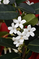 Madagascar Jasmine (Stephanotis floribunda) at Garden Treasures