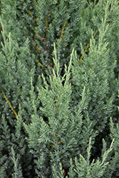 Blue Point Juniper (Juniperus chinensis 'Blue Point') at Garden Treasures