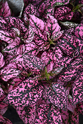 Splash Select Pink Polka Dot Plant (Hypoestes phyllostachya 'PAS2341') at Garden Treasures