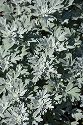 Silver Brocade Artemisia (Artemisia stelleriana 'Silver Brocade') at Garden Treasures