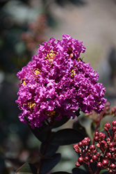 Enduring Summer Lavender Crapemyrtle (Lagerstroemia 'PIILAG B4') at Garden Treasures