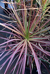 Colorama Dracaena (Dracaena marginata 'Colorama') at Garden Treasures