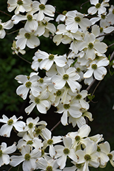 Appalachian Spring Flowering Dogwood (Cornus florida 'Appalachian Spring') at Garden Treasures