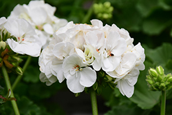 Americana White Geranium (Pelargonium 'Americana White') at Garden Treasures