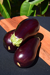 Eggplant (Solanum melongena) at Garden Treasures