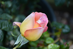 Peace Rose (Rosa 'Peace') at Garden Treasures