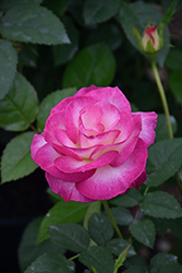 Miss Congeniality Rose (Rosa 'WEKpurmebep') at Garden Treasures